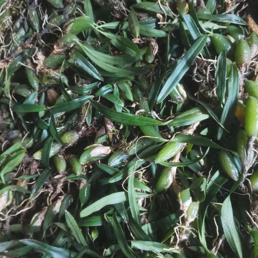 深圳石橄榄  双叶小果