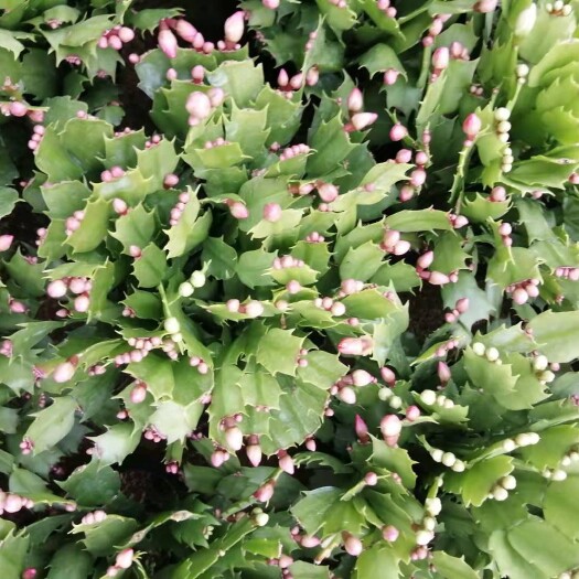 漳平市蟹爪兰盆栽带花苞带盆多色花苗绿植物室内四季开花卉好养螃蟹抓莲