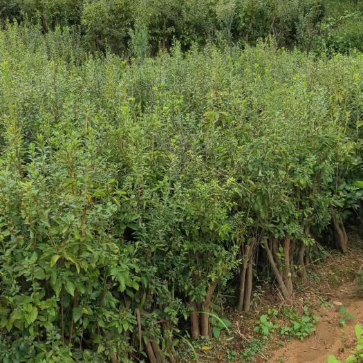 春鹃 大别山先花后叶杜鹃各种规格齐全