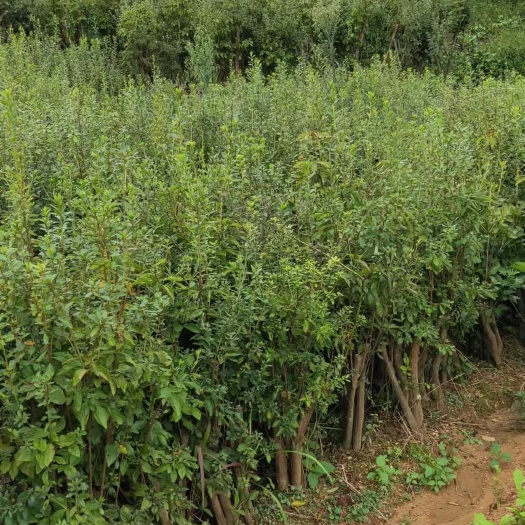 岳西县春鹃 大别山先花后叶杜鹃各种规格齐全