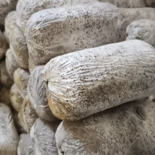 汾阳市平菇菌种  大量提供平菇原种 栽培种