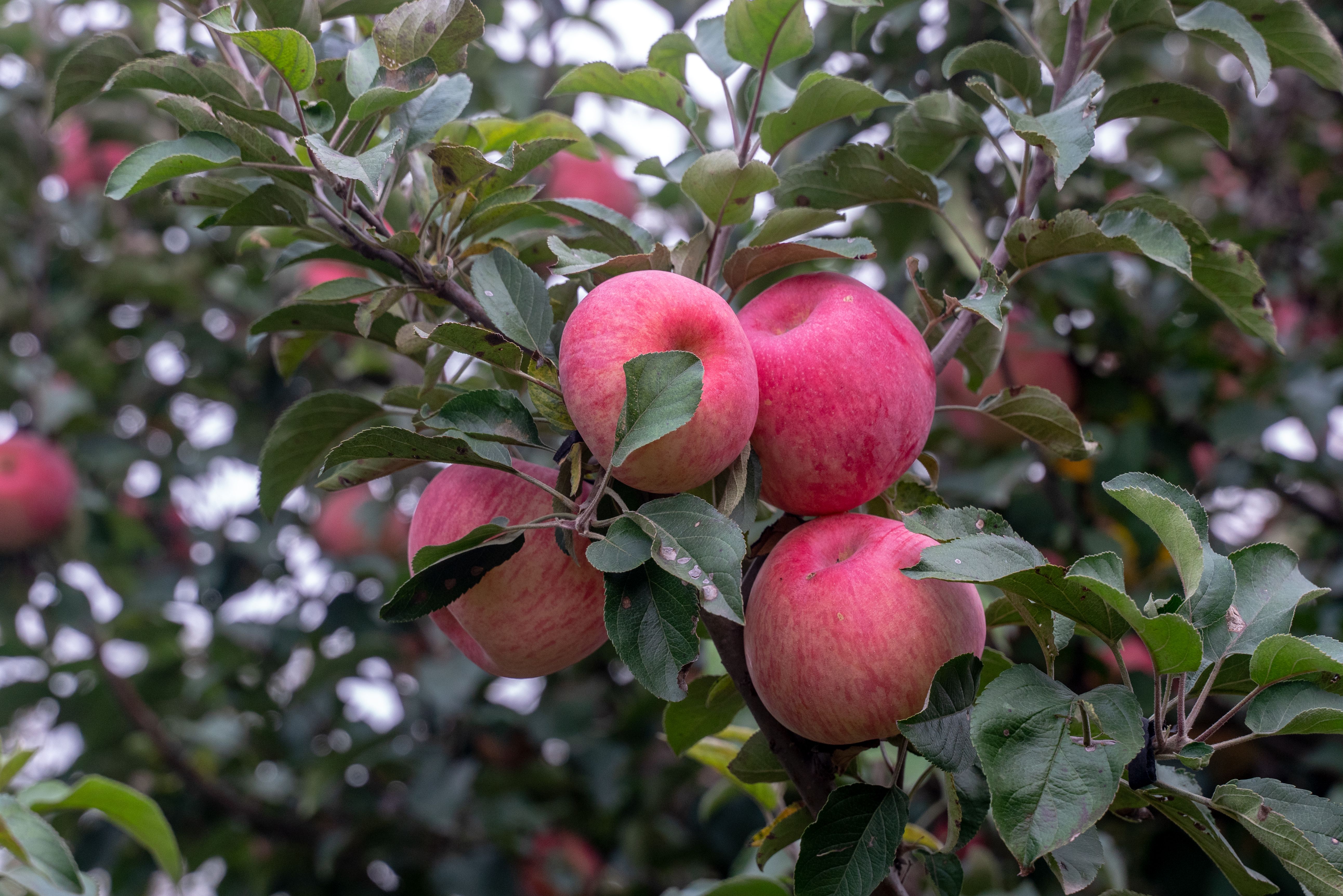 寒富苹果  寒富士苹果