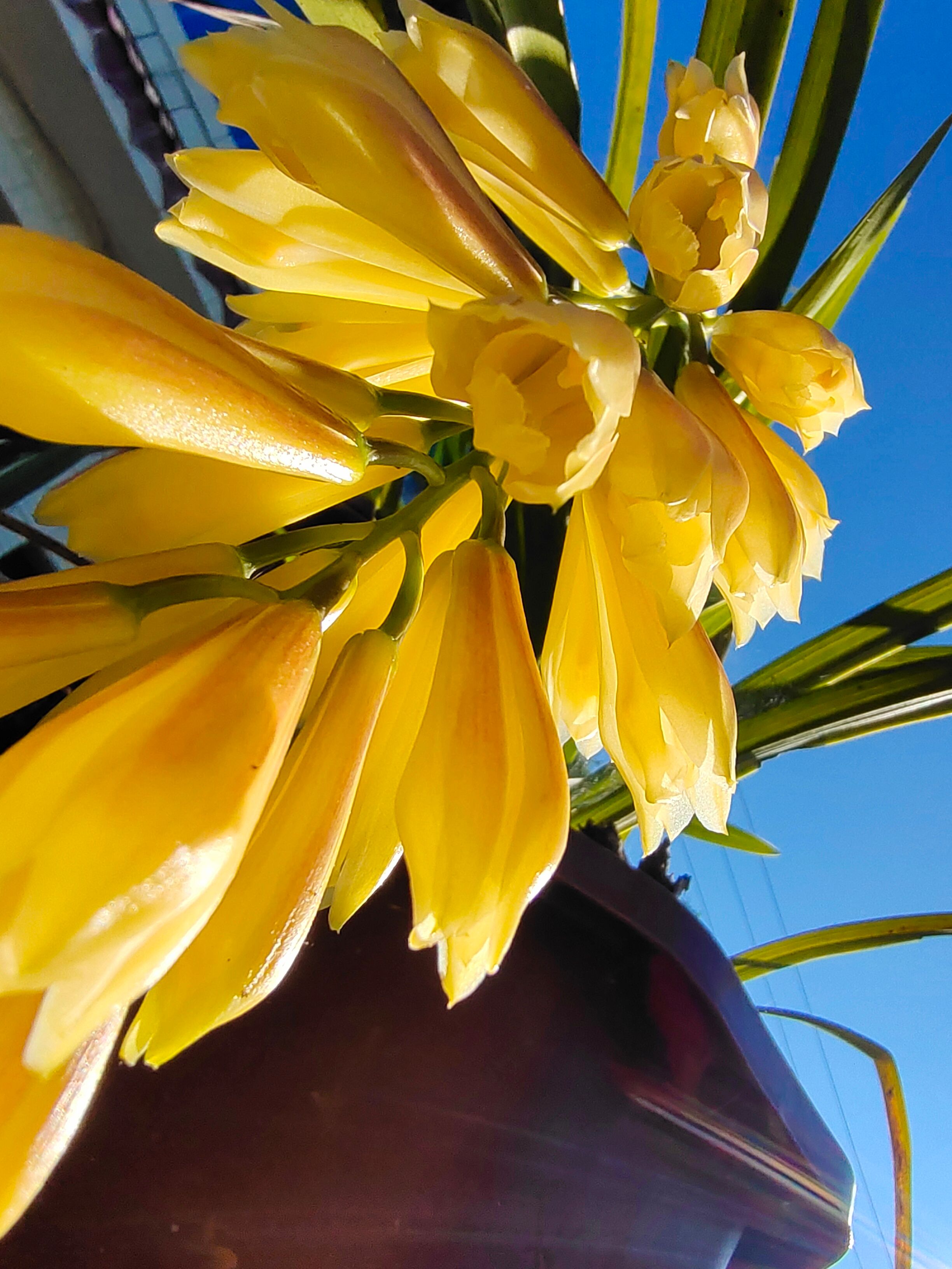  物种兰花，独特，虎头兰