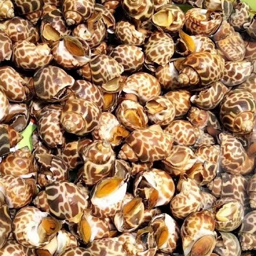 巴基斯坦花螺 30/50  50/80  80/120有货