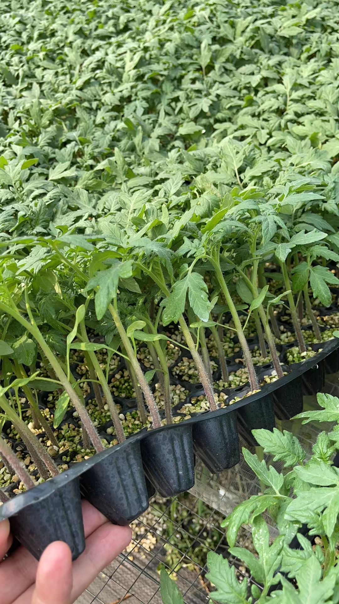 圣女果苗  釜山88口感小番茄苗