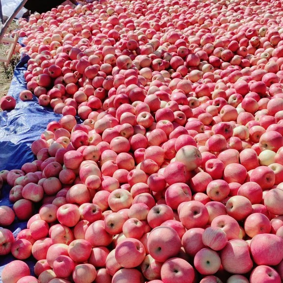  精品寒富苹果