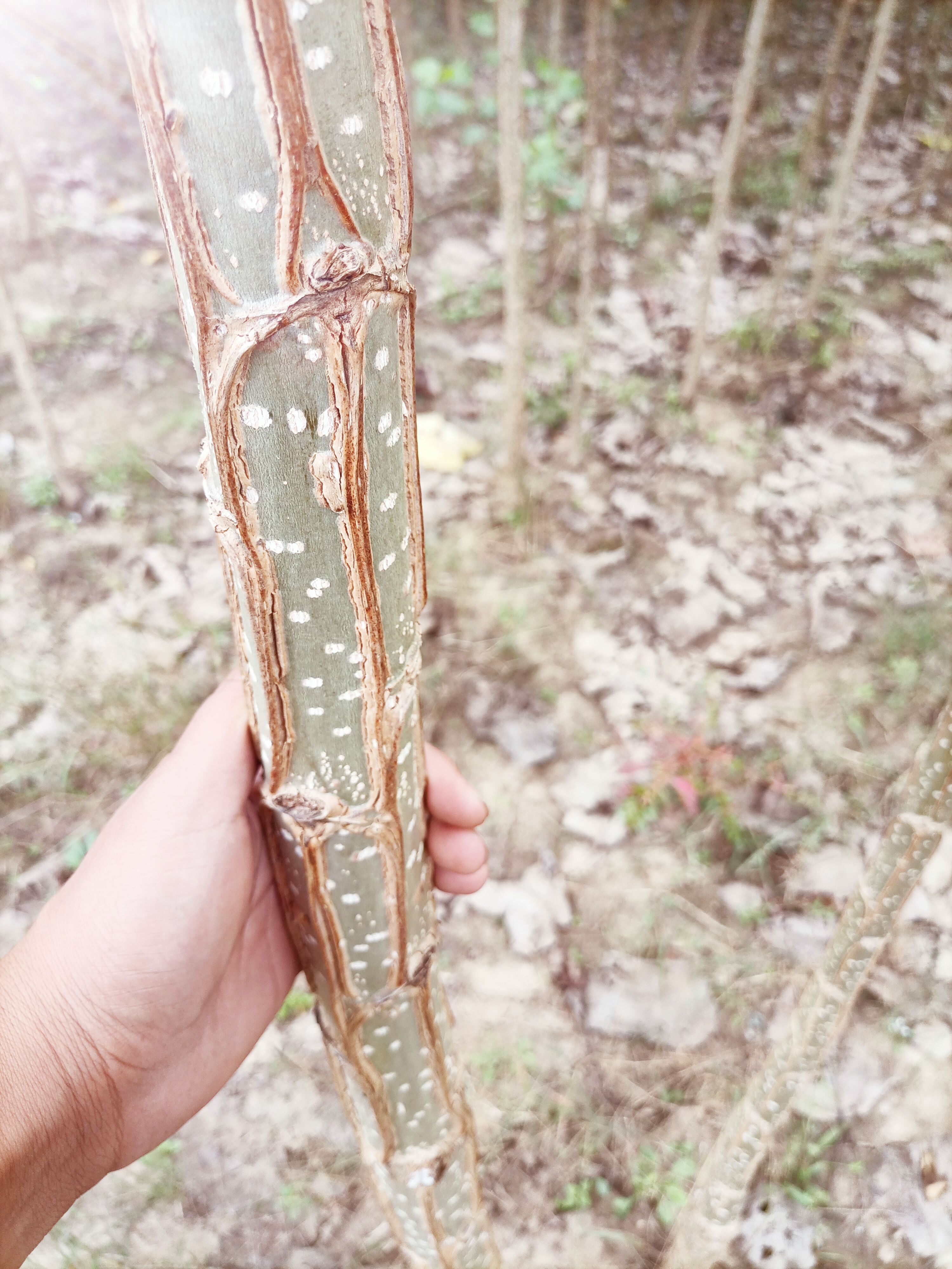  4公分速生无絮杨树（3804）