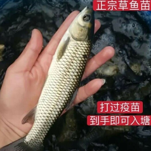 佛山草鱼苗，快大好养