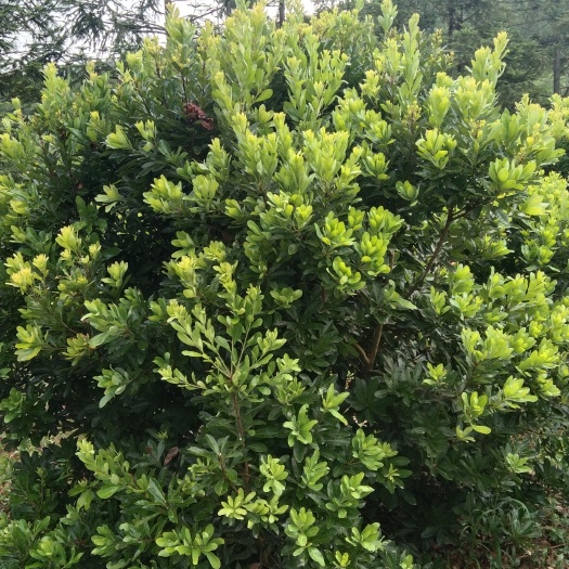 靖州县绿化杨梅树