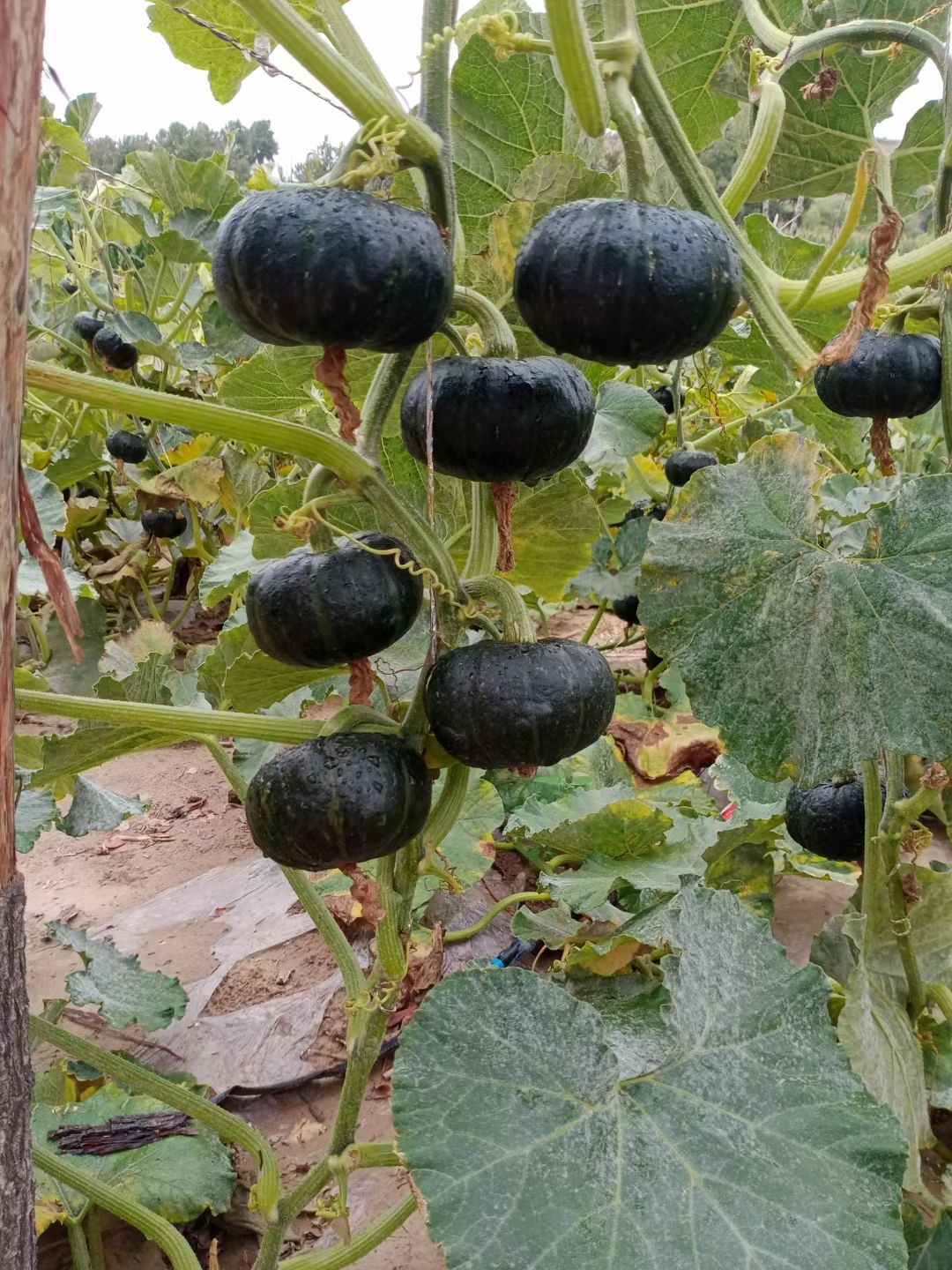 贝贝南瓜 呗呗南瓜大量上市