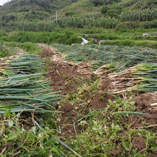 冕宁县 大葱数量多的很批发价一斤4元