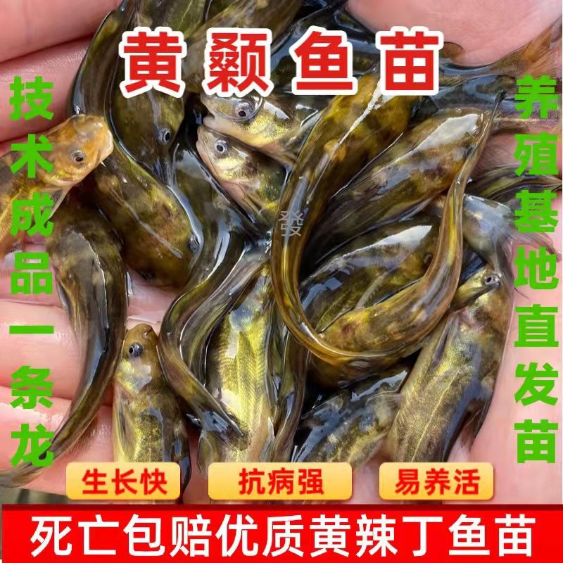 优质淡水黄骨鱼苗鲜活塘口直发黄颡鱼苗
