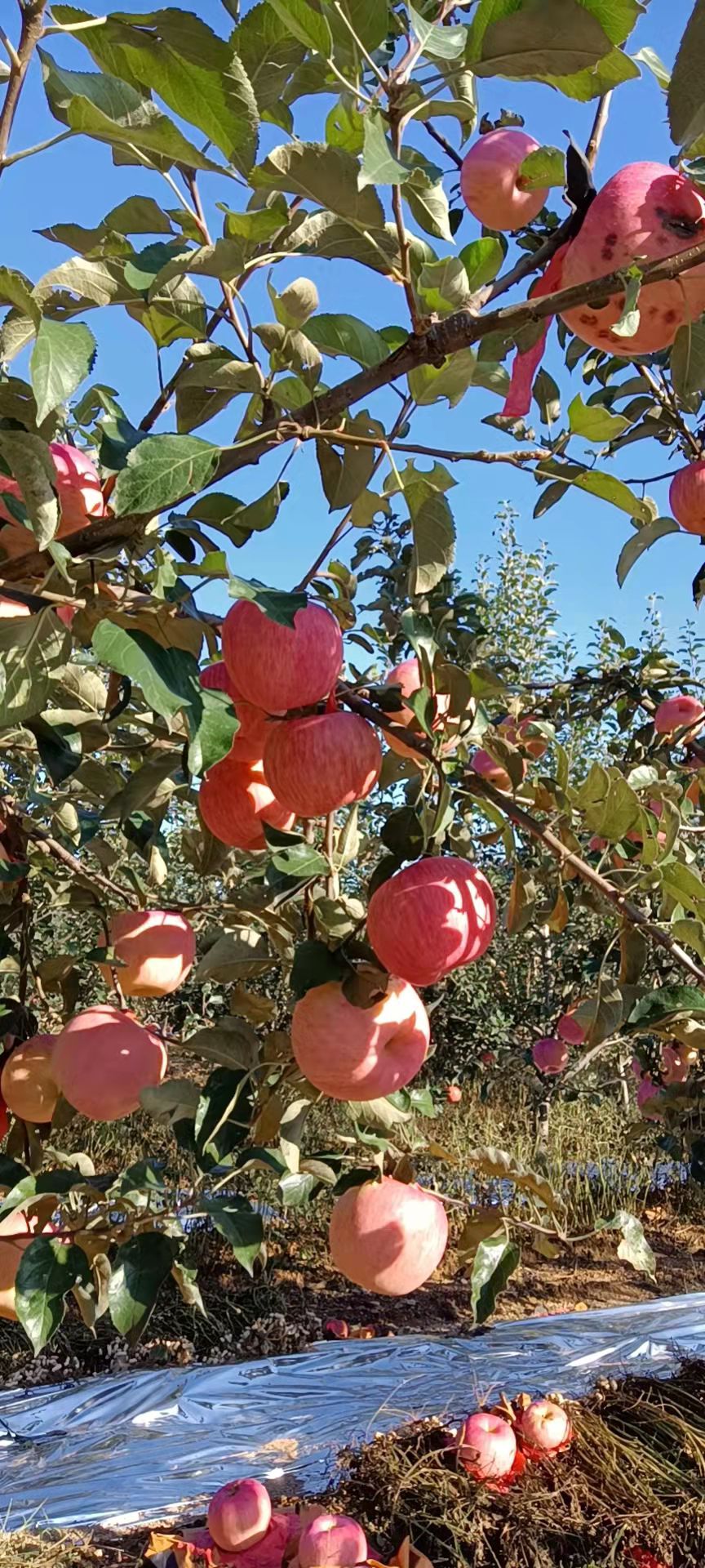 寒富苹果高兴端正，红度好，口感甜脆汁多