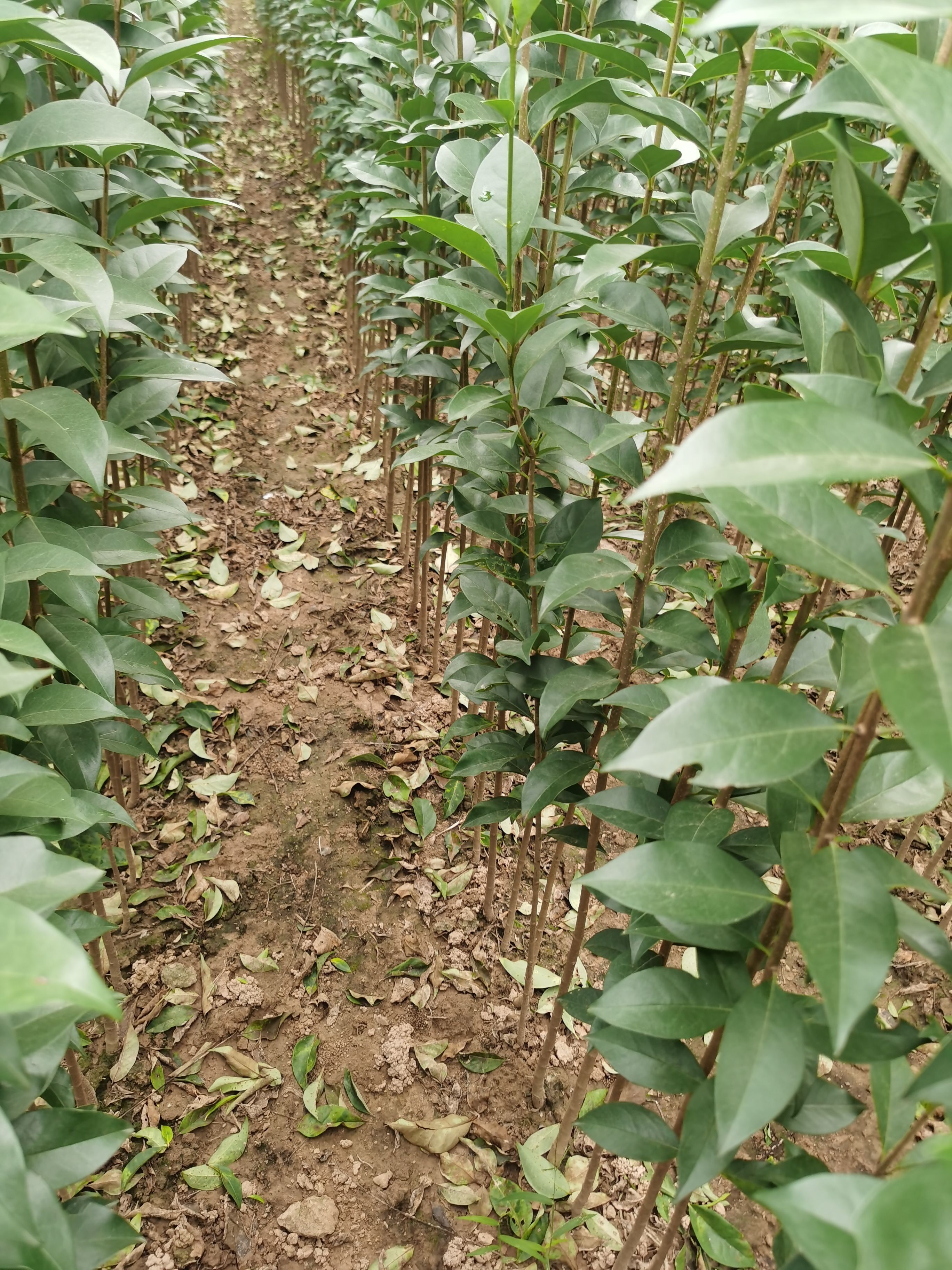  大叶女贞树苗，价格优惠，规格齐全，大叶女贞苗