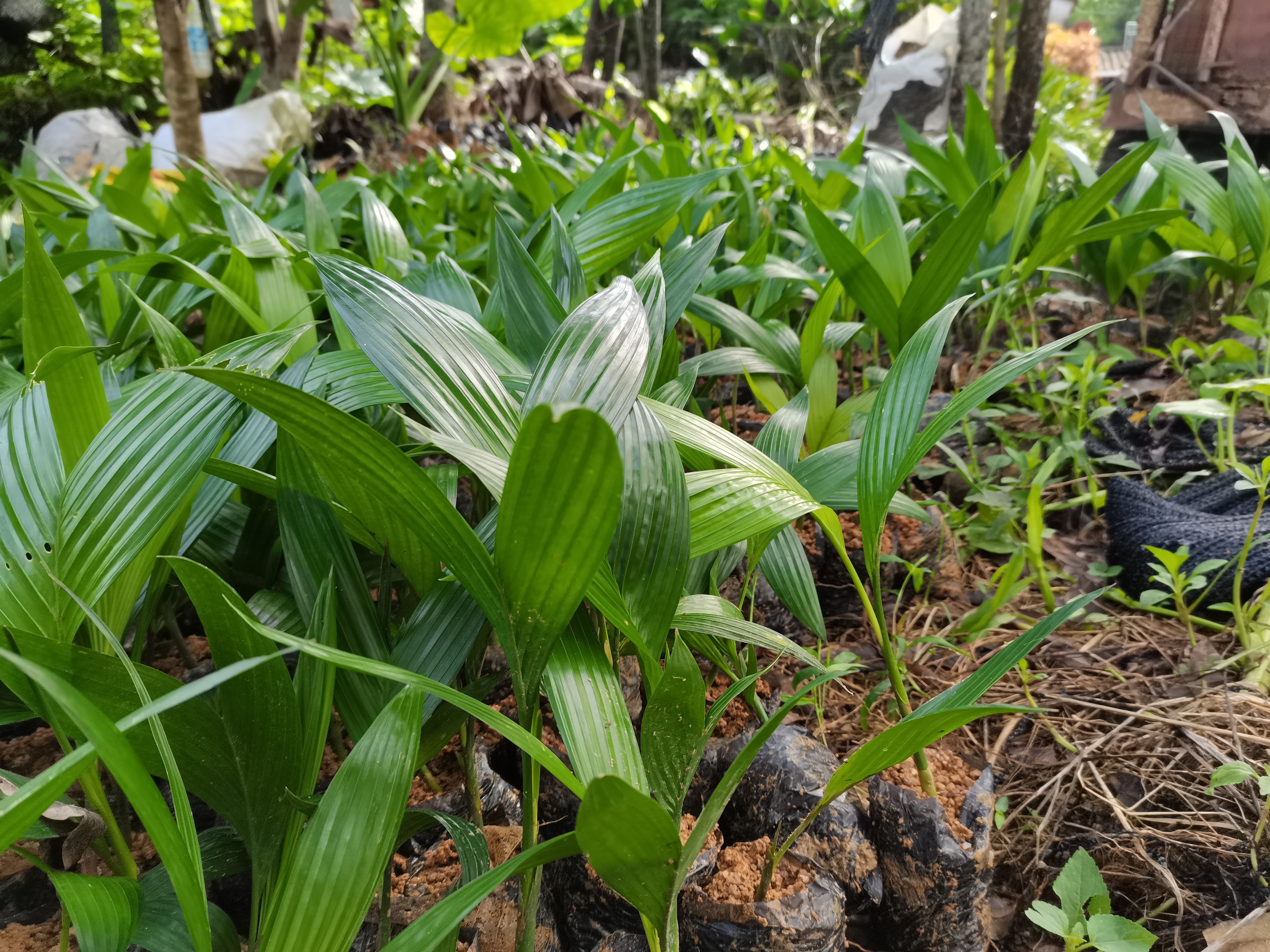 马槟榔苗 海南本地槟榔苗，自家预留种子培育