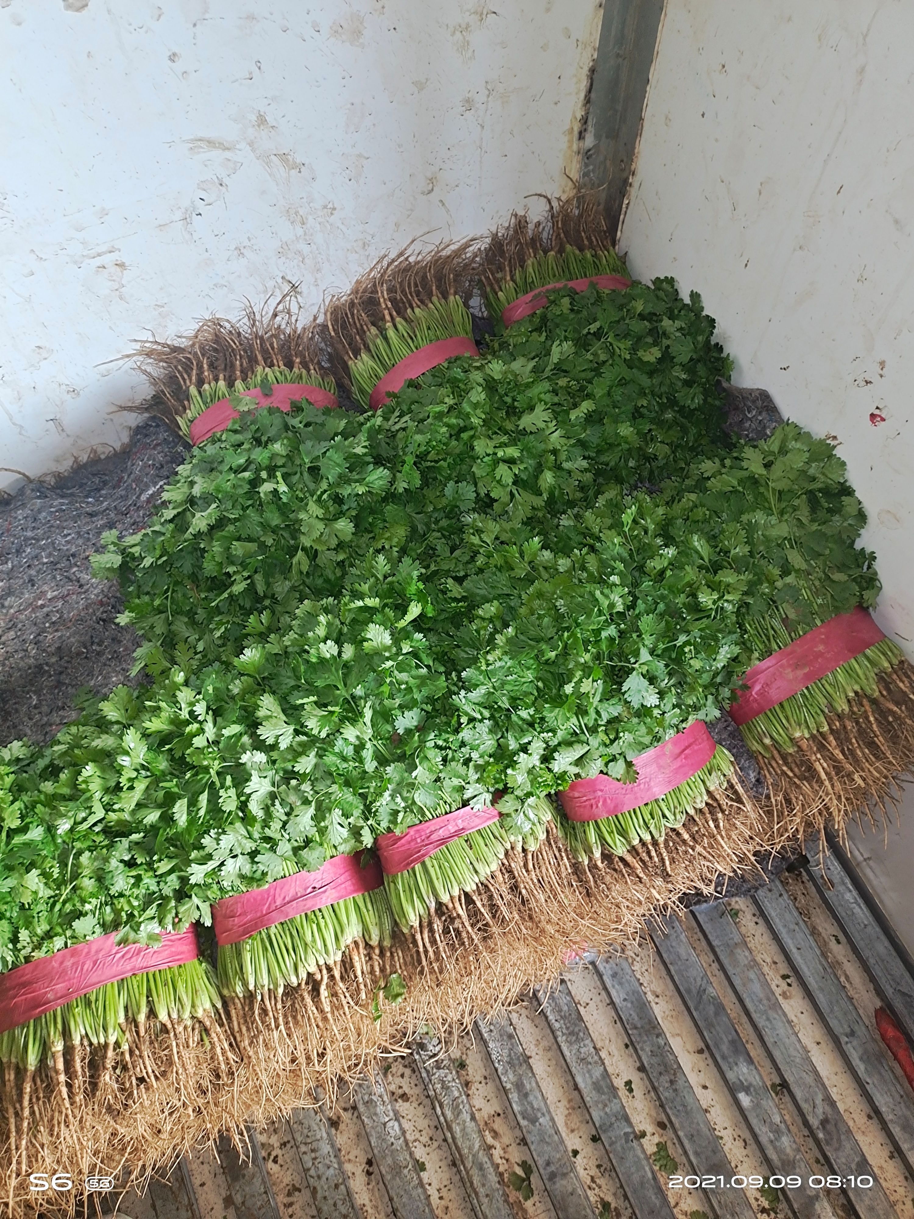香菜  大量供应优质大叶香菜   货源充足  产地直发