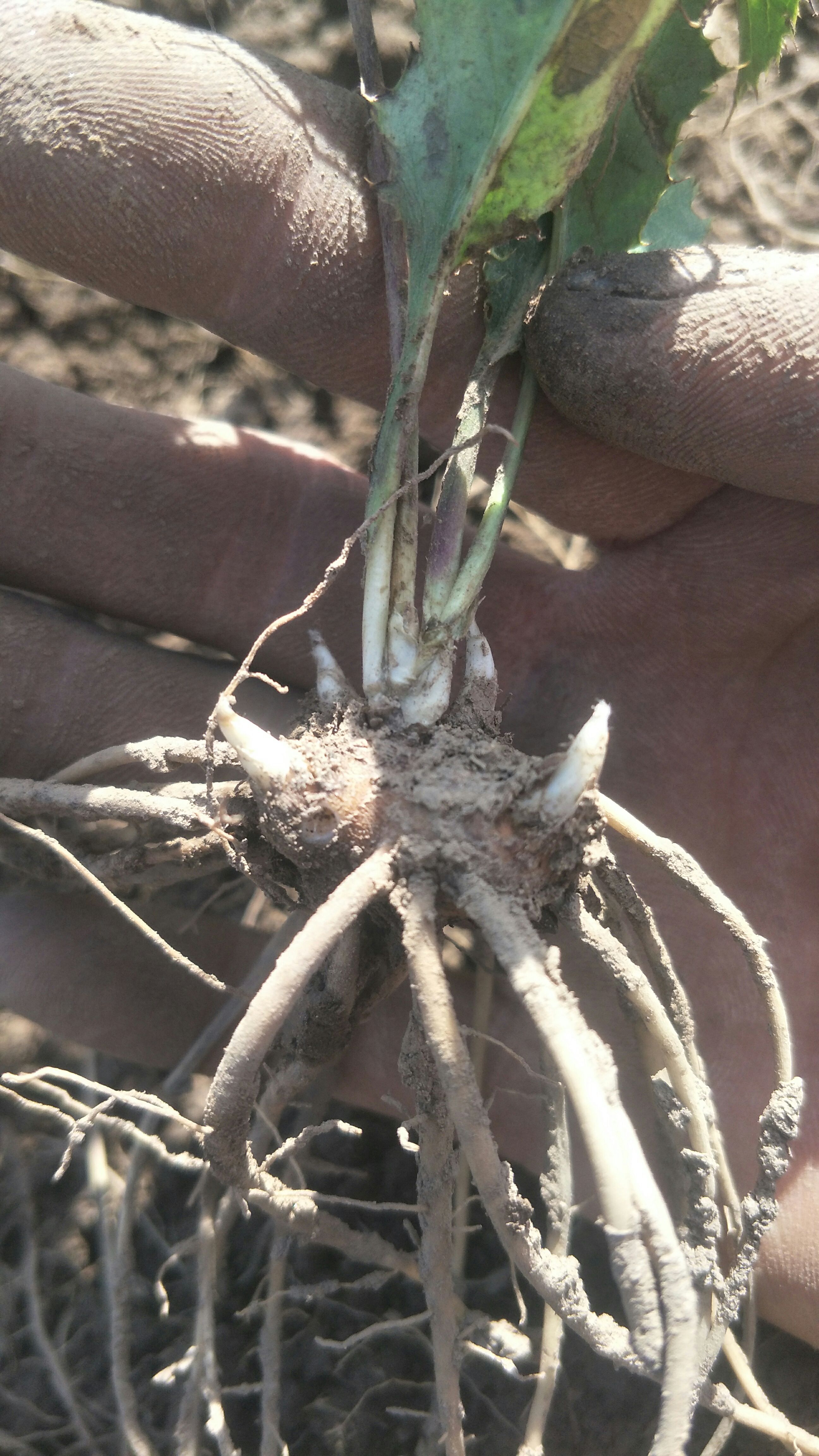 精选苍术种苗  朱砂点 北苍术一年苗