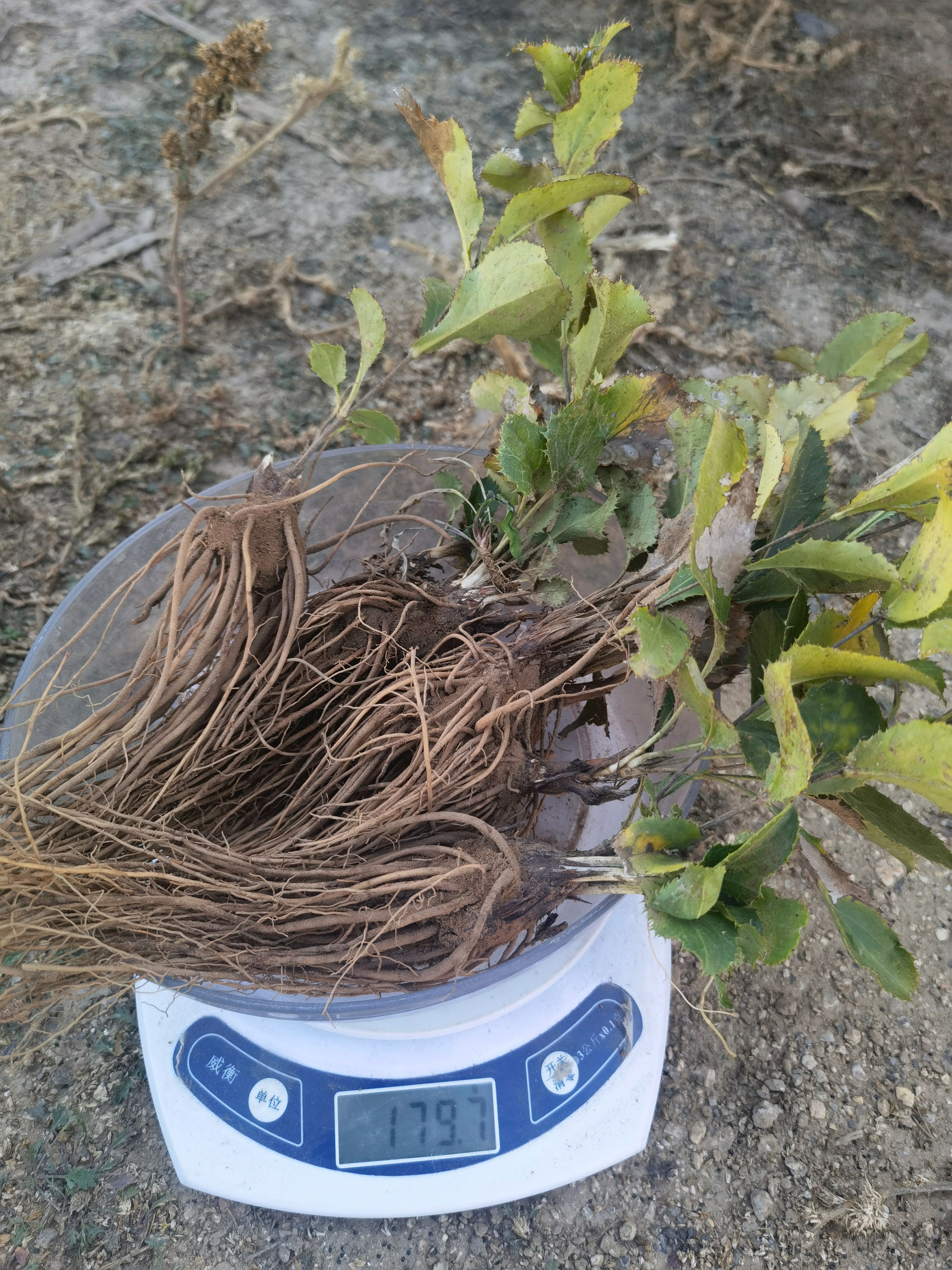 内蒙古朱砂点北苍术种苗