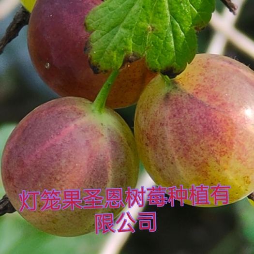 白山灯笼果苗