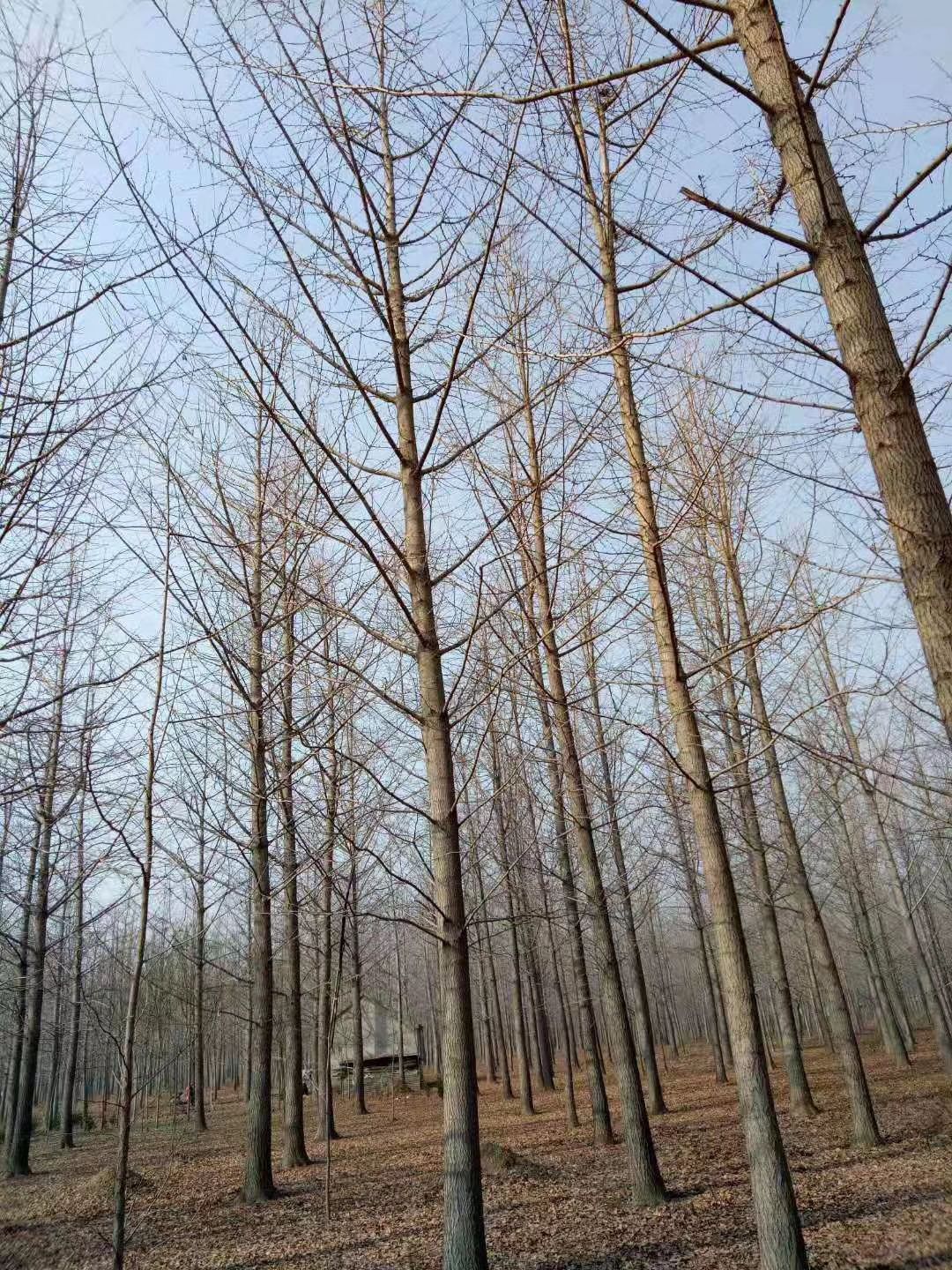 15公分20公分25公分30公分35公分40公分银杏树价格