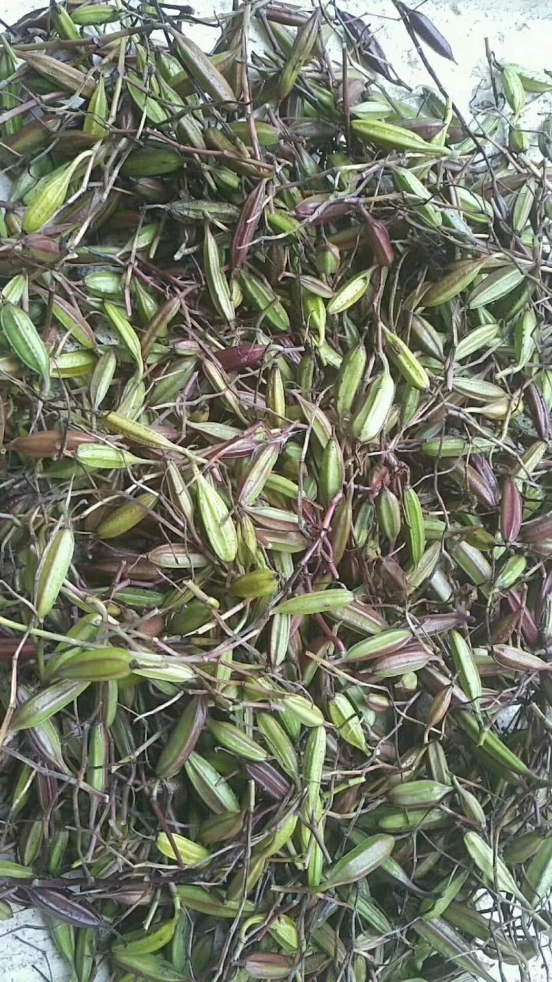 优质云南紫花三叉白芨种子大白芨种子新鲜果夹提供种植技术指导