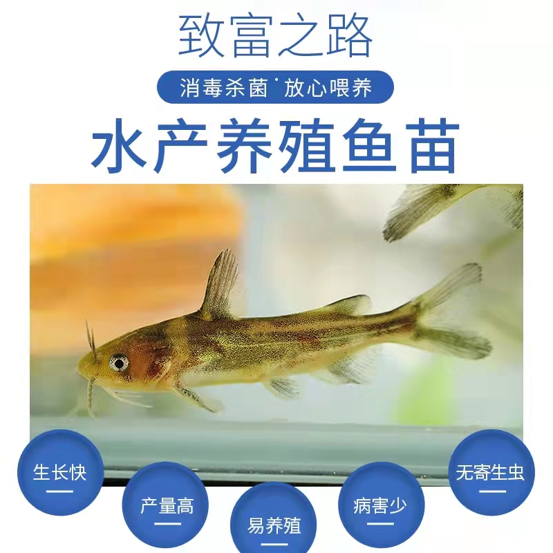 优质淡水黄骨鱼苗鲜活塘口直发黄颡鱼苗