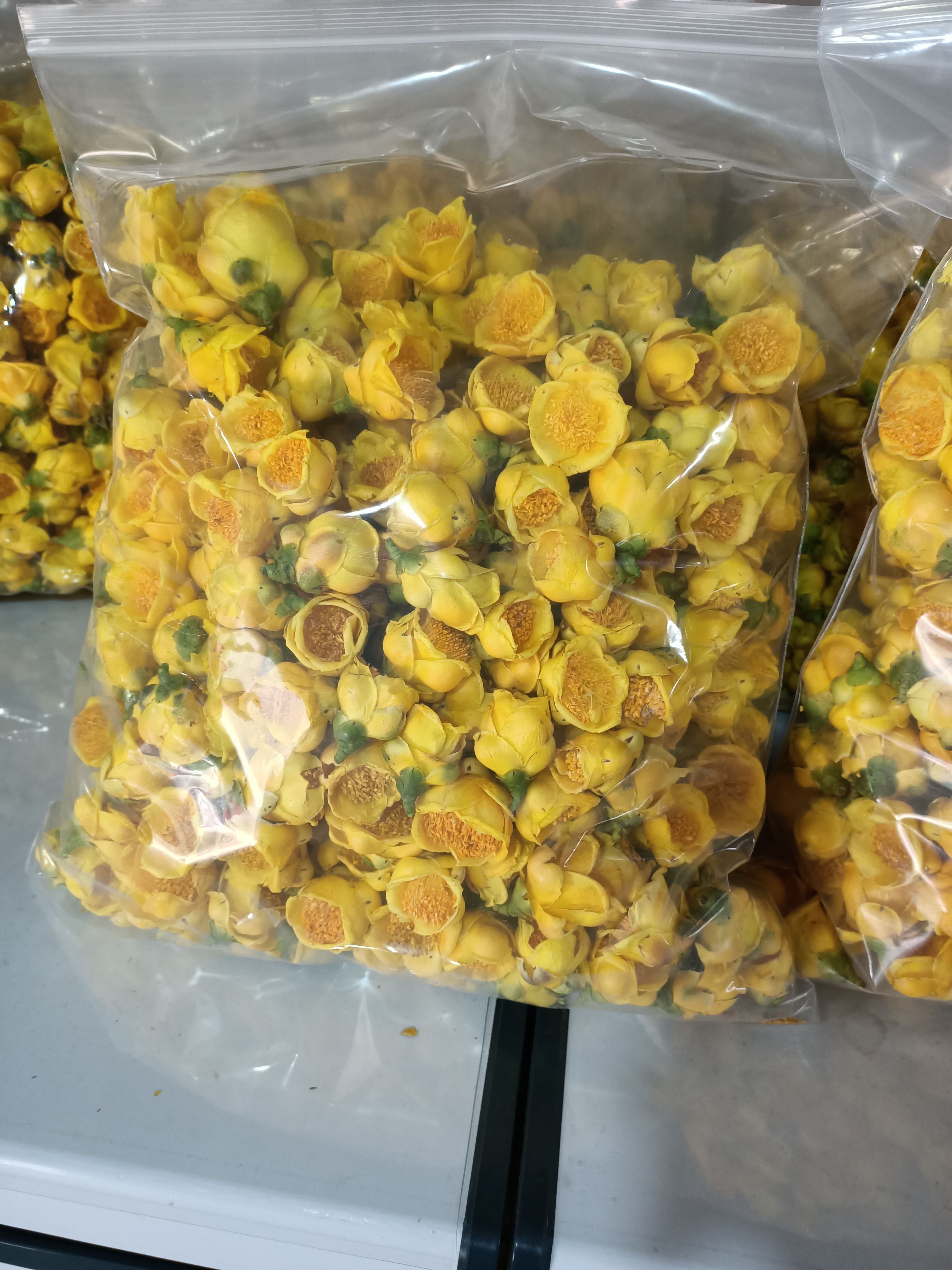  **金花茶