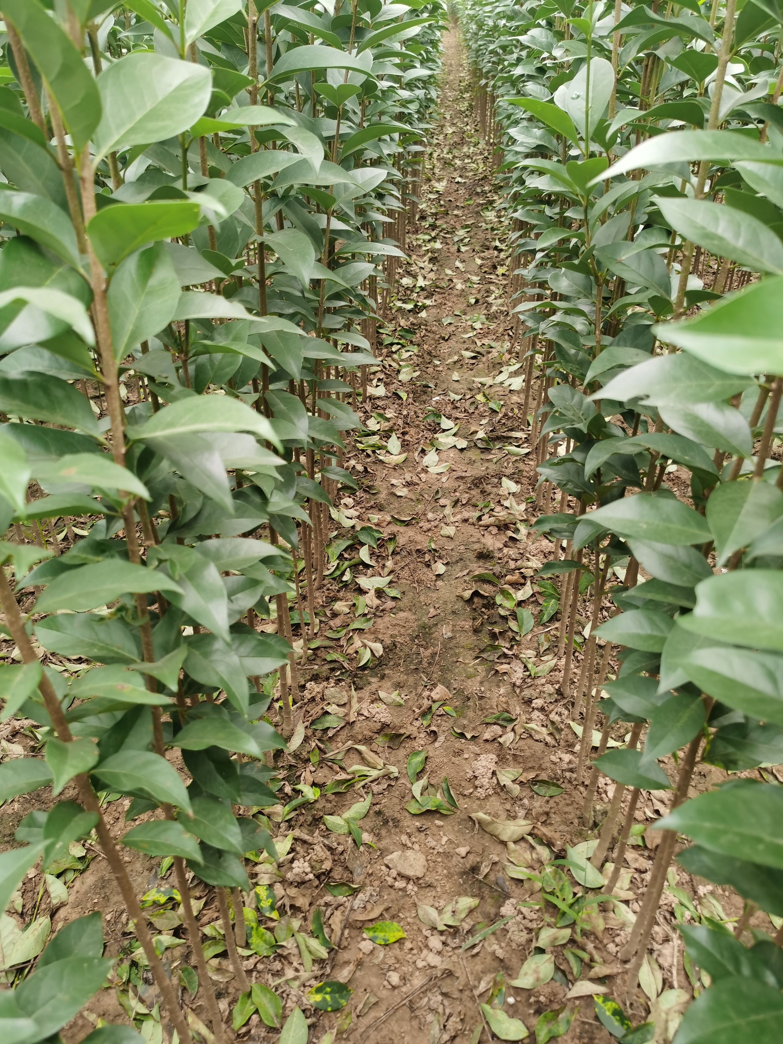  大叶女贞树苗，价格优惠，规格齐全，大叶女贞苗