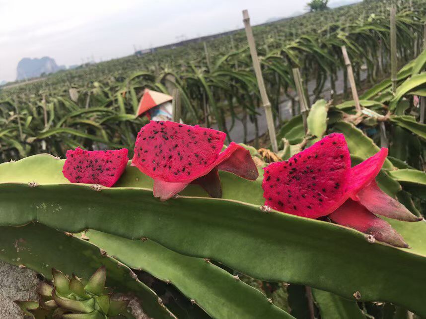湛江火龙果代办