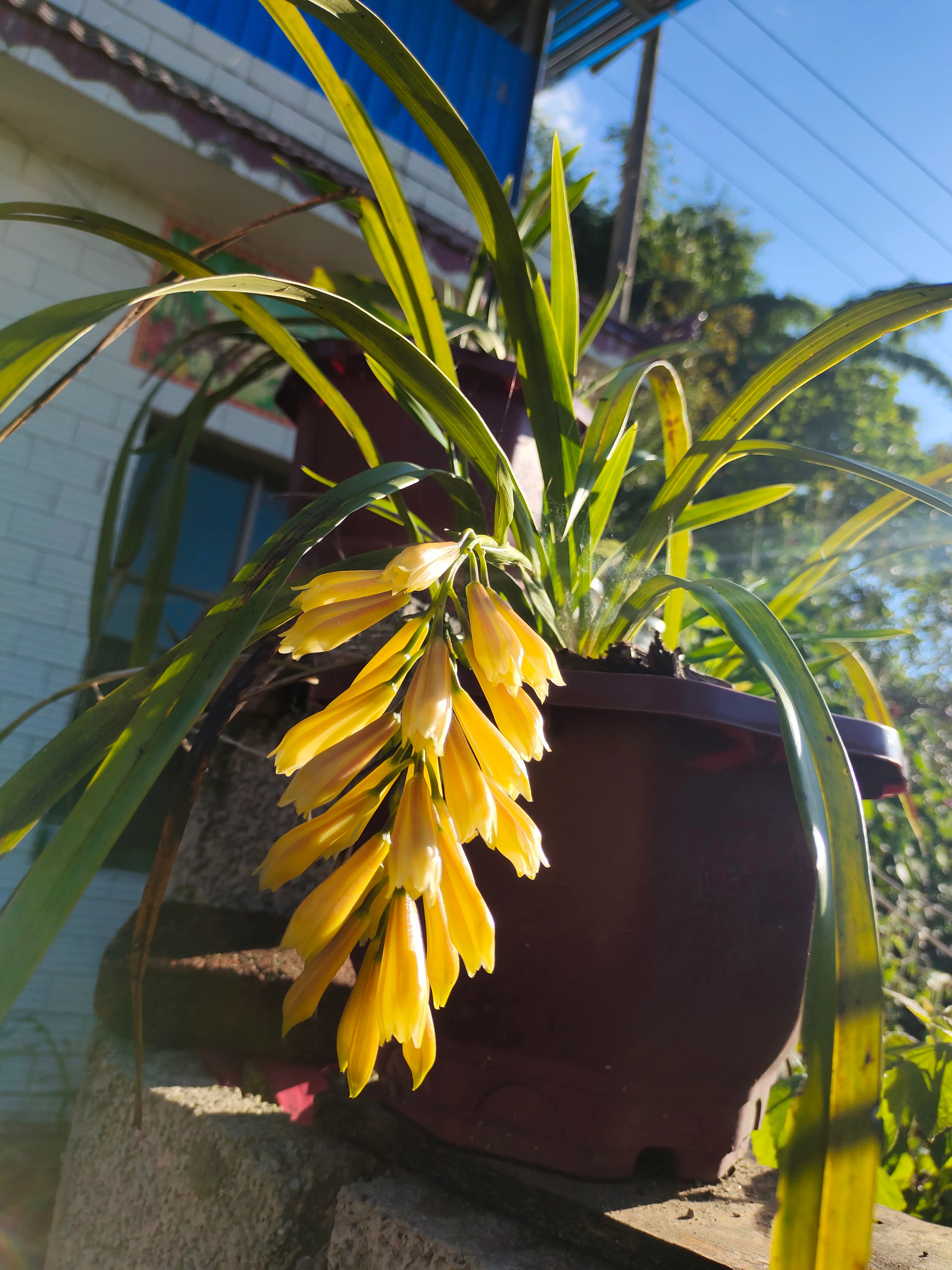  物种兰花，独特，虎头兰