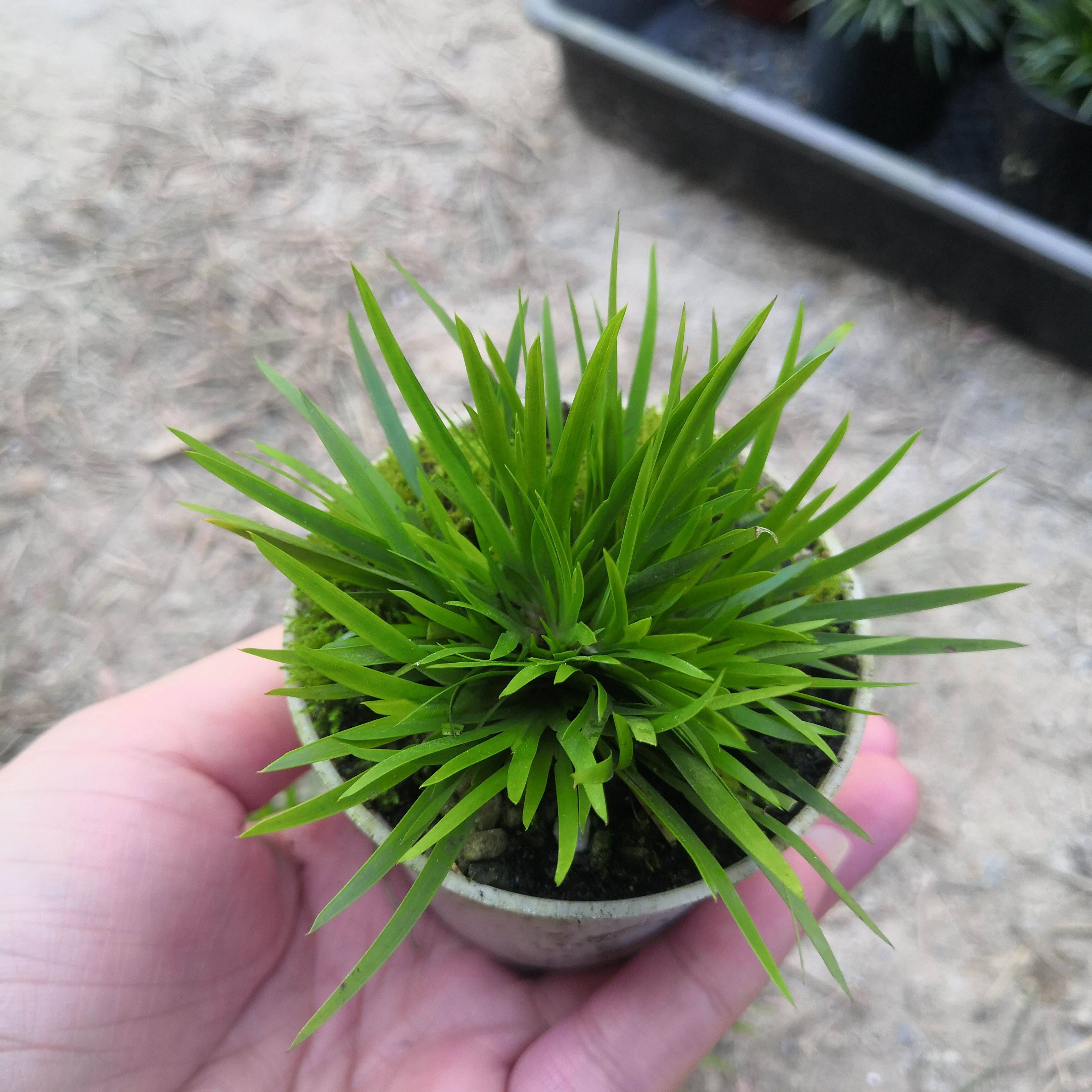 金钱菖蒲苗微型盆景黄金姬虎须菖蒲植物办公室盆栽四季常青绿植