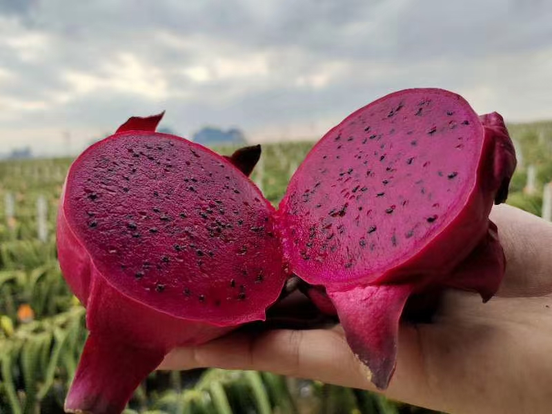 湛江火龙果代办