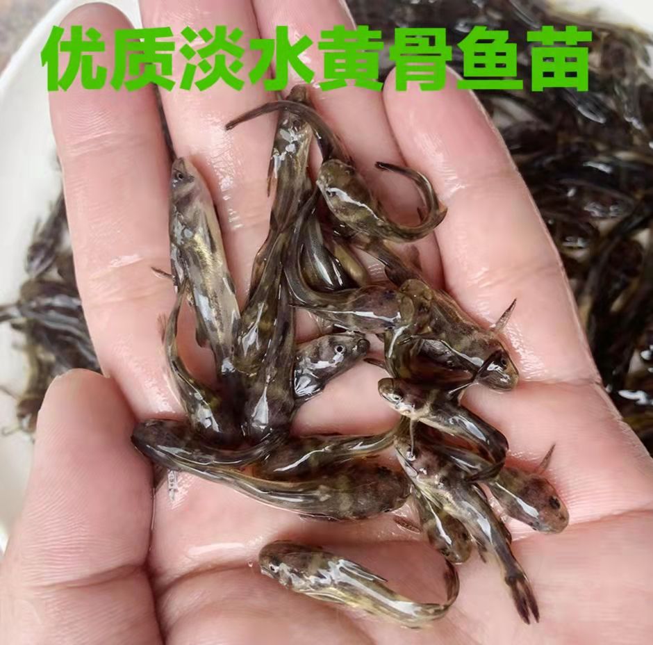 优质淡水黄骨鱼苗鲜活塘口直发黄颡鱼苗
