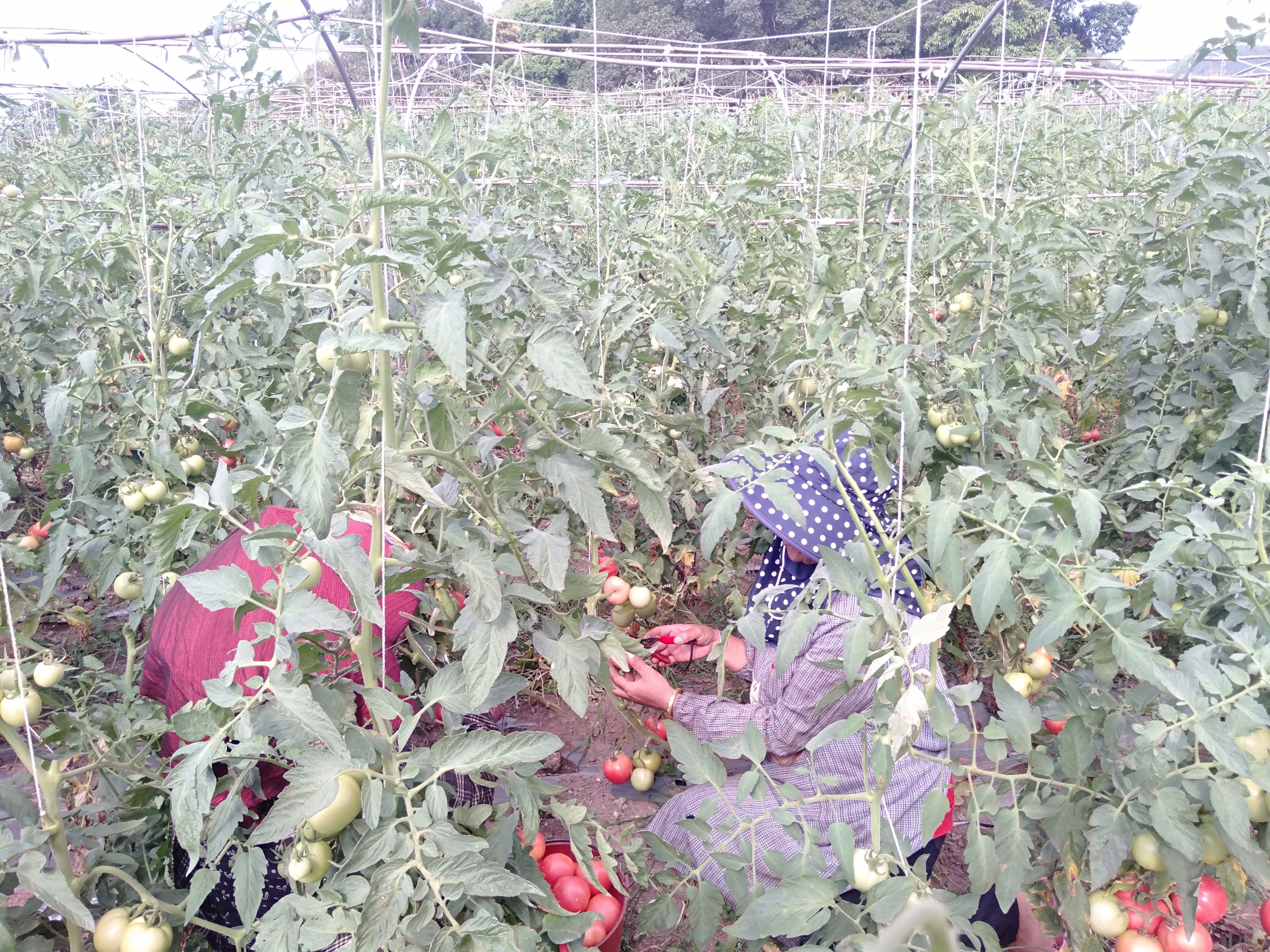 硬粉西红柿  基地直发自种西红柿一件代发整车