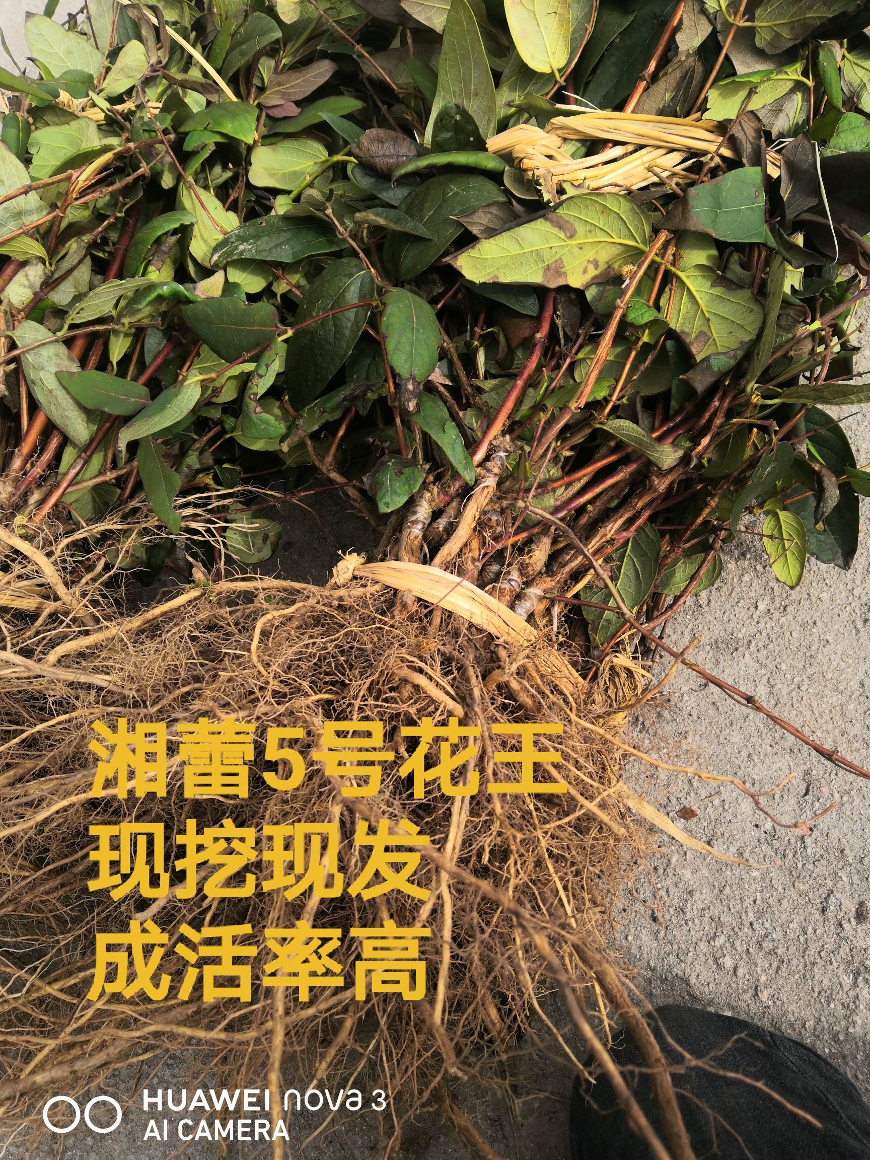 北花一号金银花苗  湘蕾5号金银花苗，抗病强产量高，包产品回