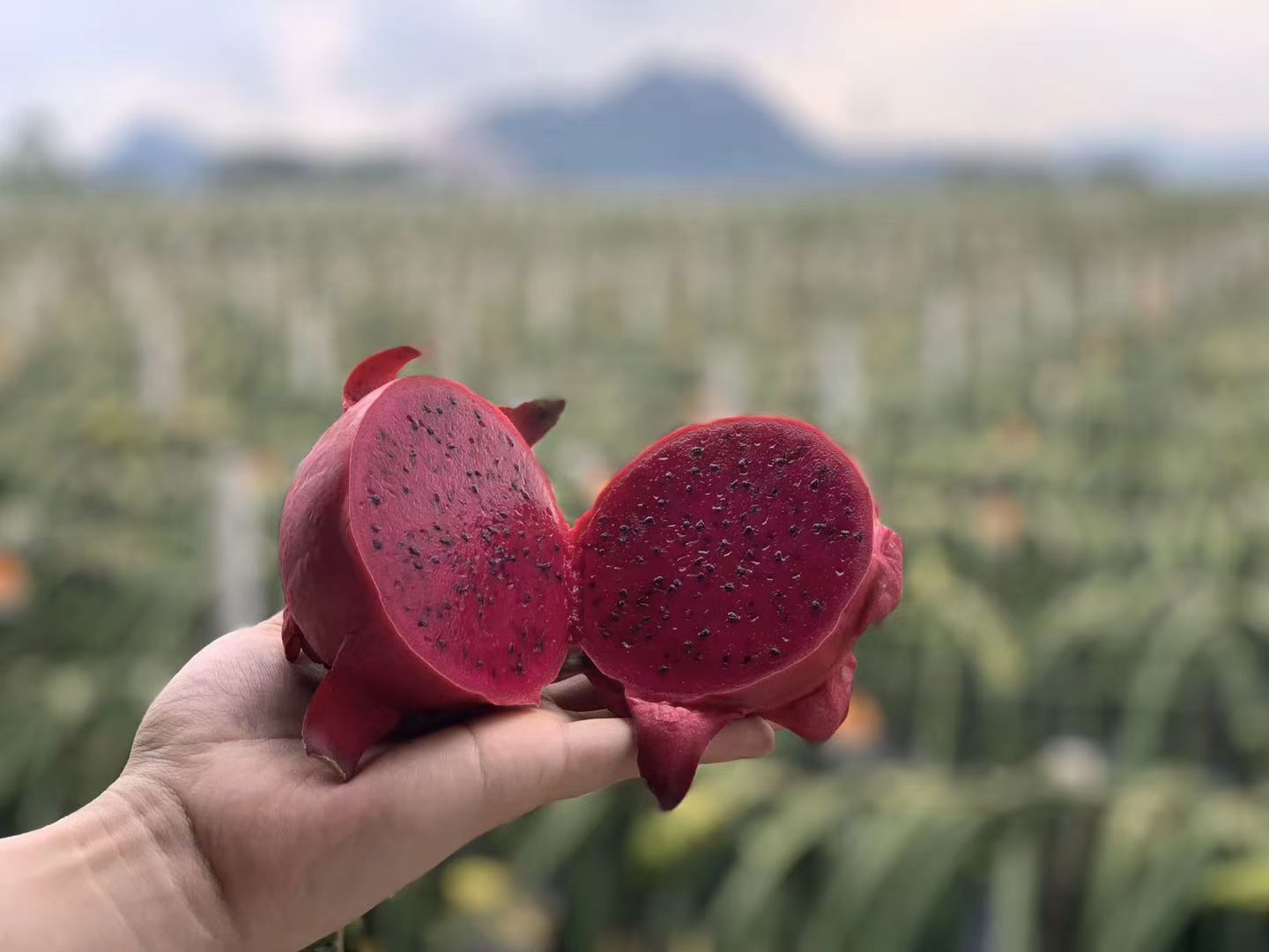 湛江火龙果代办