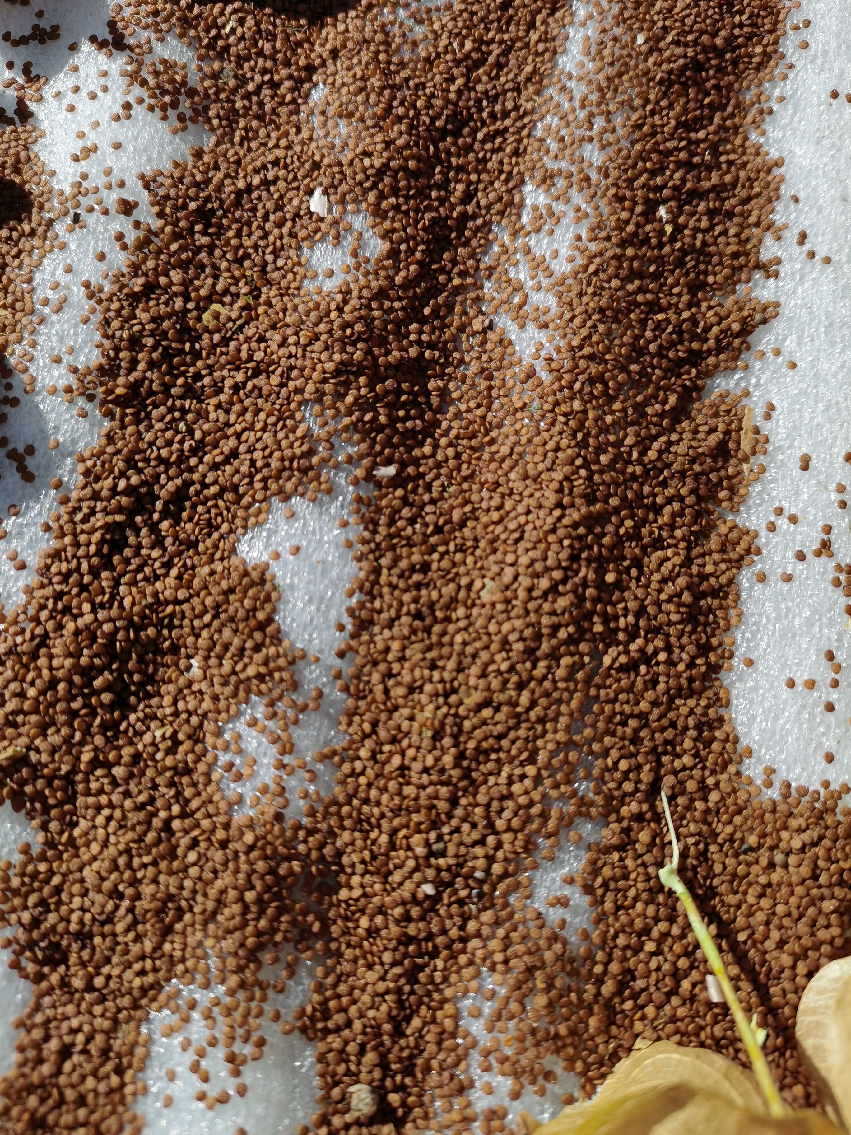 假酸浆，  精选冰粉籽，产地直发量大从优！