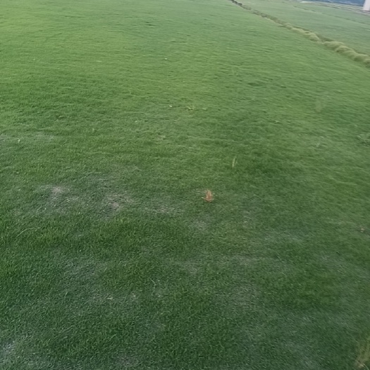 广州草  广州草皮基地直销，无中间商赚差价欢迎选购，货不对板包赔