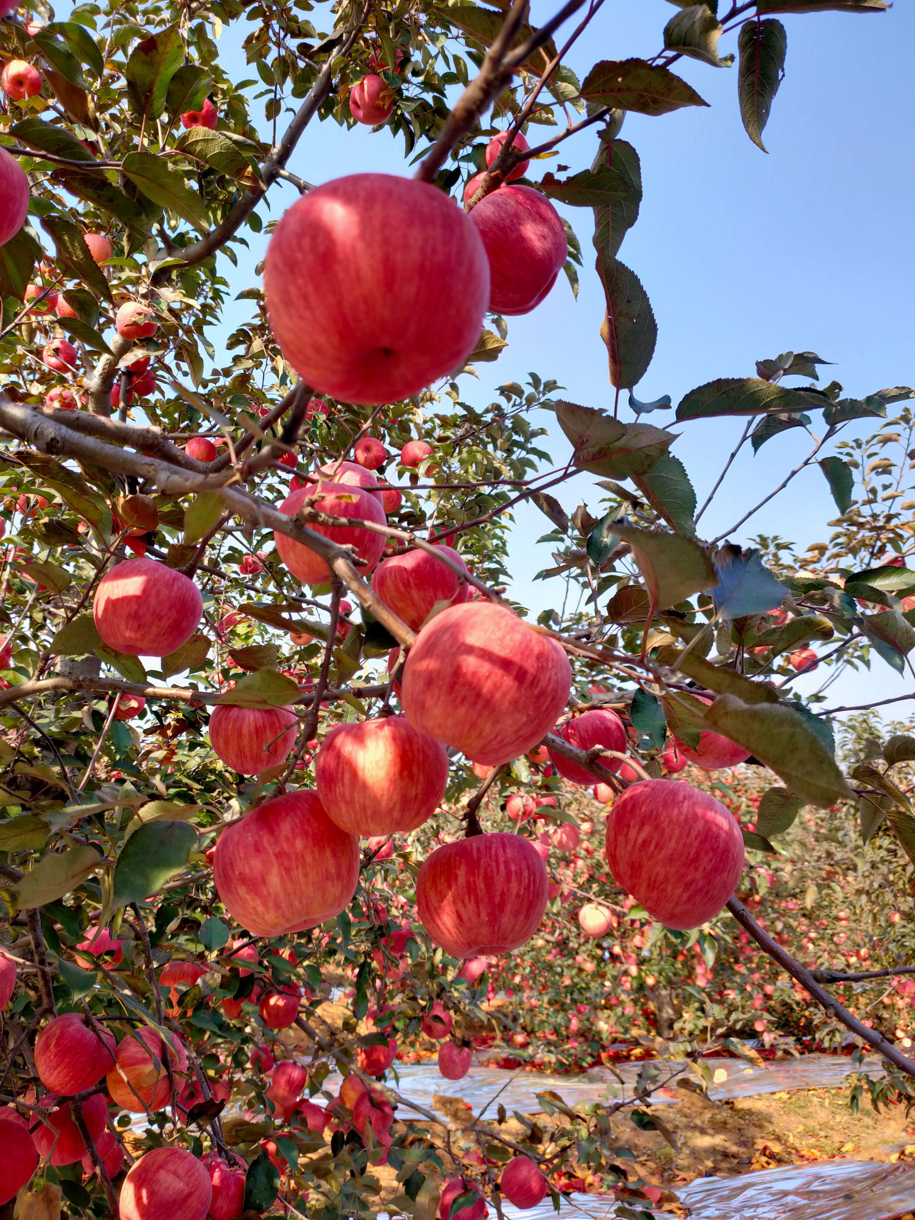 寒富苹果 寒富主产地，大量上市，颜色好卖相漂亮，口感甜脆，一刀两刀大量