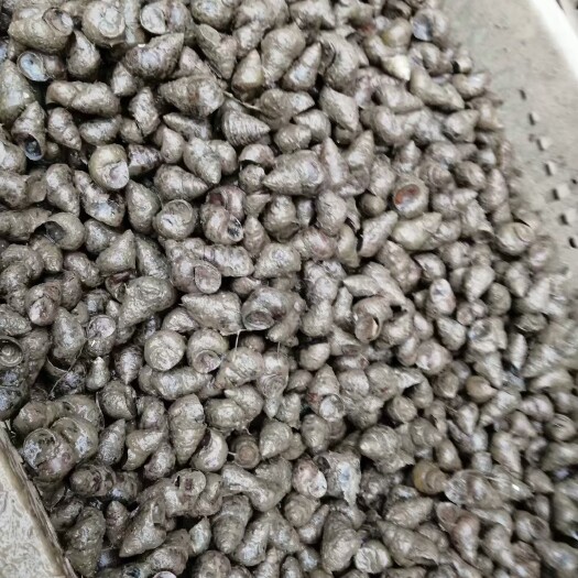 荆州石螺