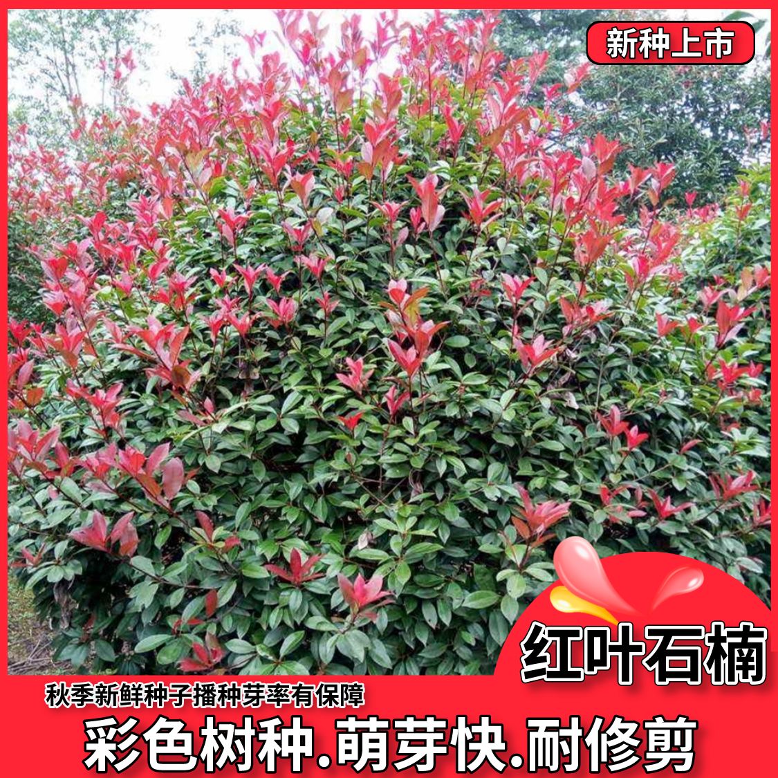 红叶石楠种子产地新种 四季常青绿化树种子 石楠种籽红罗宾种子