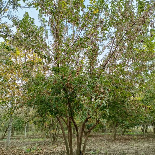 丛生茶条槭，高度5-6米