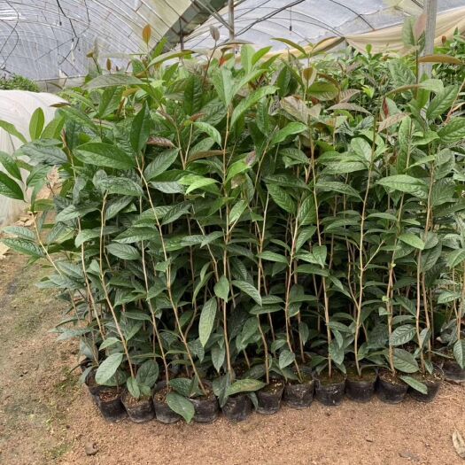 漳平市金花茶盆栽  金花茶树苗金花茶苗防普金花茶树防城金花茶苗原生树开花树批发