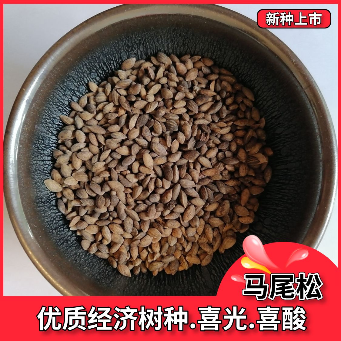 马尾松种子  马尾松种籽新采松树黄山松迎客松白皮松五针松黑松