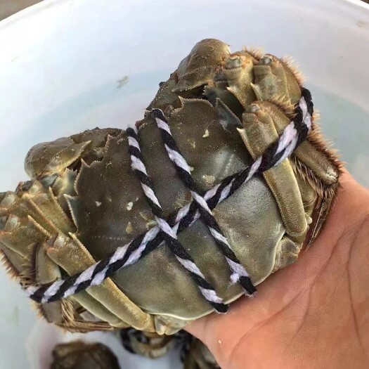 淮安 大闸蟹大量接单