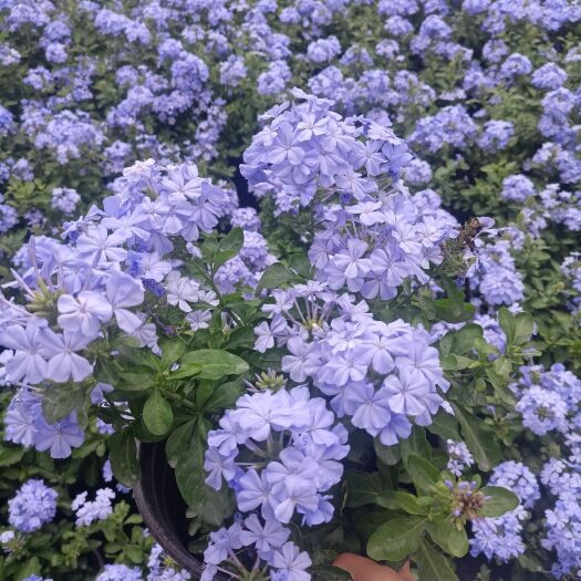 平湖市 蓝雪花