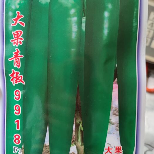 大果青椒9918辣椒种子
