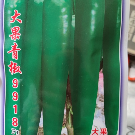 余干县大果青椒9918辣椒种子