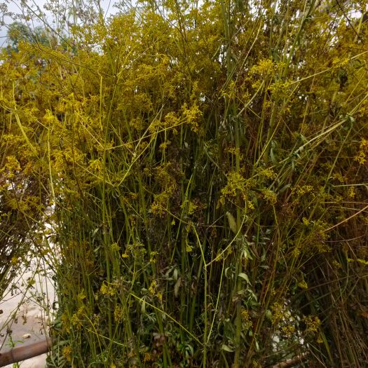 广水市供应黄花臭败酱，败酱草