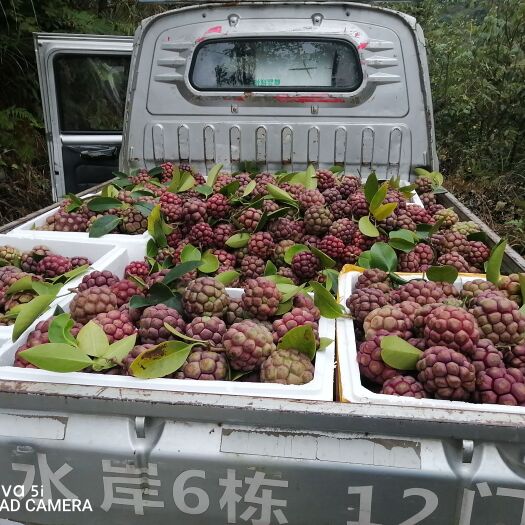 黑老虎 湖南省怀化市通道侗族自治县 